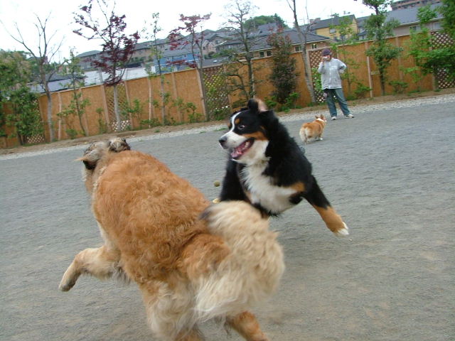 2006_0506画像0090.JPG