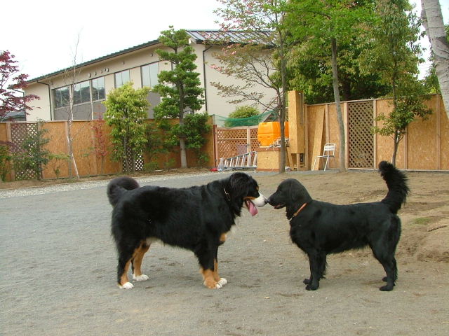 2006_0429ラン画像0074.JPG