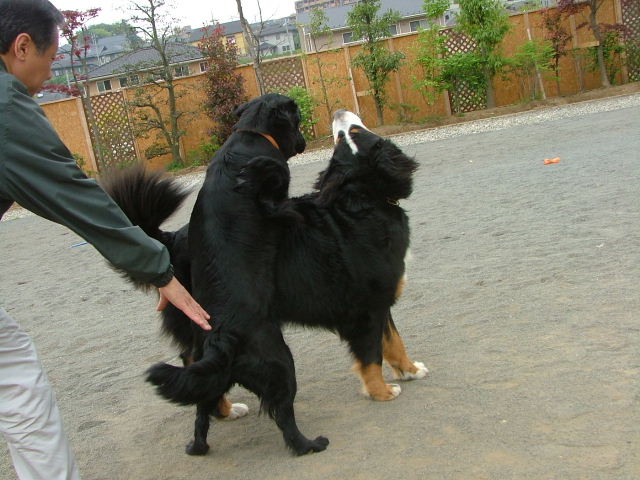 2006_0429ラン画像0079.JPG