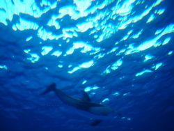 ３歳お祝い水族館5