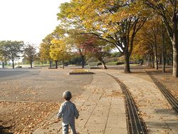 運動公園の紅葉