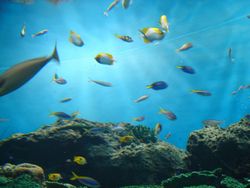 熱帯魚の水槽