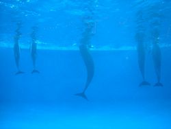 イルカショーの水面下