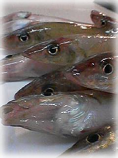 kisuup.jpg