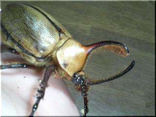 エアクス♂完２