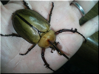エアクス♂完３