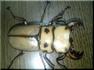 メリーさんその２