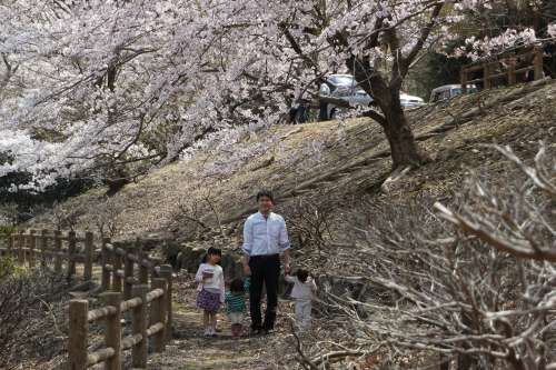 桜３.jpg