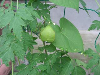 ふうせんかづら