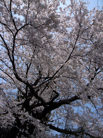 垂井の桜01