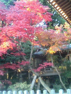 jindaiji-kouyou2