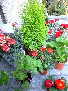 母の日のプレゼント♪