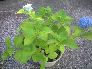 080614_1747~0002.jpg