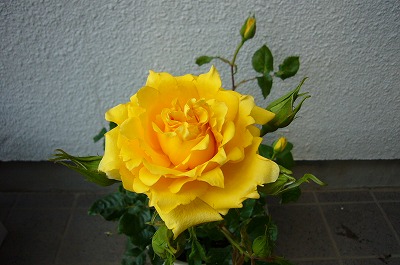黄色い薔薇080516