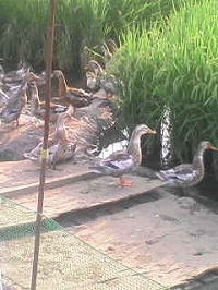 かもかもかも？