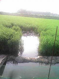 かも(ノ｀A´)ノ ⌒┫ ┻ ┣ ┳