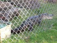 久米島にワニ？