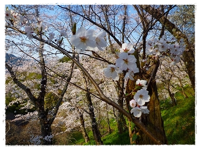 桜