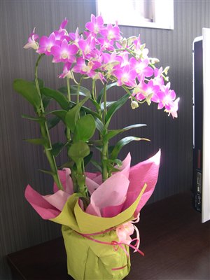 デンファレ