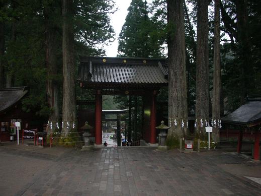 二荒山神社ご神木