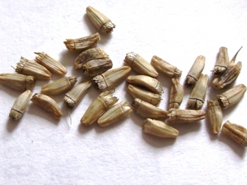 エンダイブの種