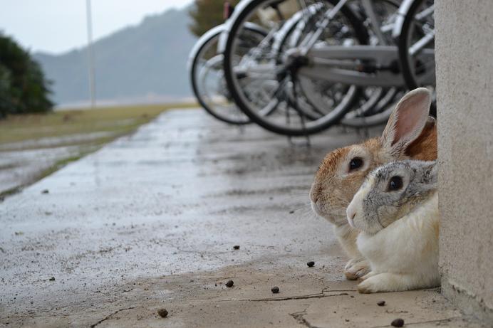 d3100 003(ウサギ）.JPG