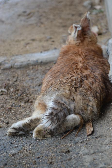 d3100 002(うさぎ）.JPG