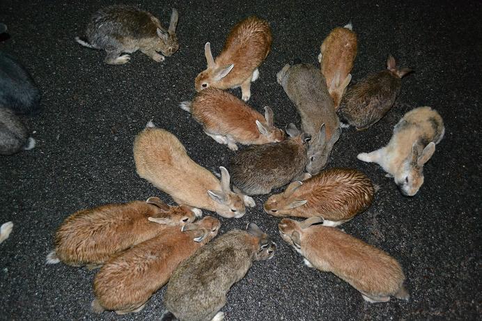 d3100 004(うさぎ）.JPG