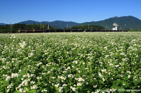 蕎麦の花その２