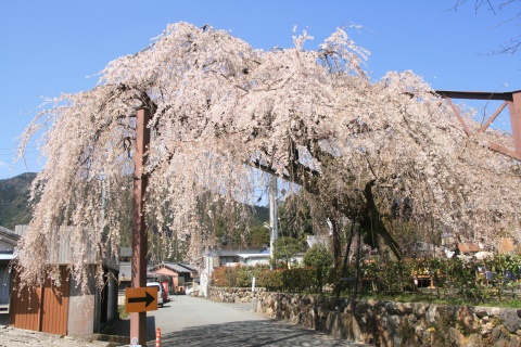 しだれ桜１