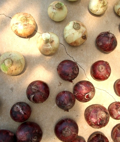 ころころ玉ねぎ