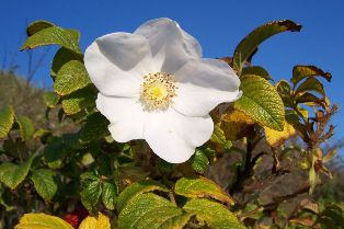 800px-Rosa_rugosa_Bluete.jpg