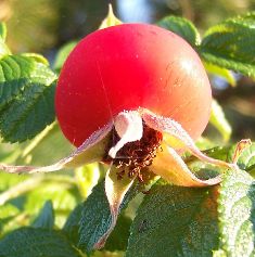 594px-Rosa_rugosa_Frucht_12.jpg