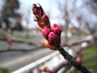 2008・4・20　桜 003-1.jpg