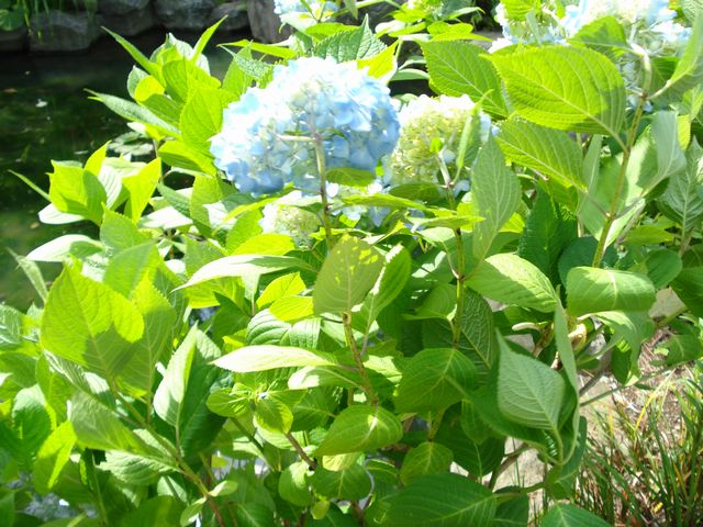 090604.bg1.jpg