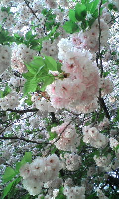 20090413163540.jpg