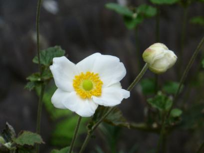 秋明菊