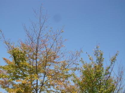 青空と秋の葉２