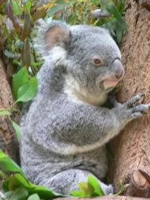 コアラ