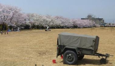 久居駐屯地　桜並木