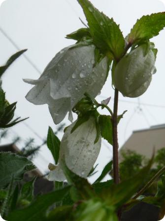 雨の花