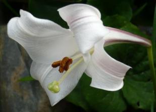 百合