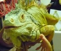 でっかいトカゲ