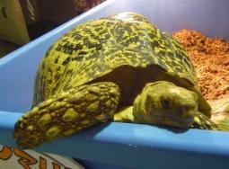 ソマリアリクガメ