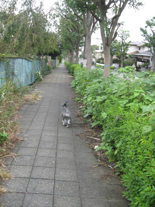 雨上がり♪＃２