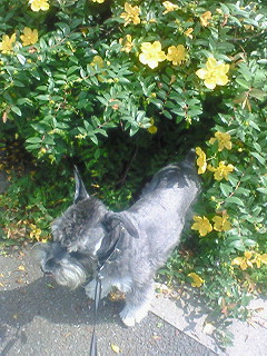 何の花？＃２