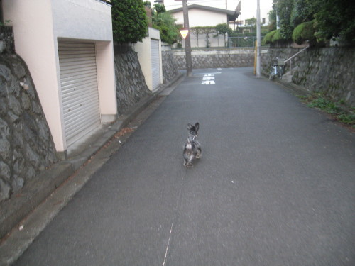 昨日の夕方♪＃２