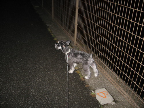 夜のお散歩♪＃３