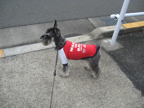 とにかくお散歩♪＃３