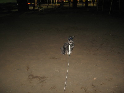 ロボット犬？＃２